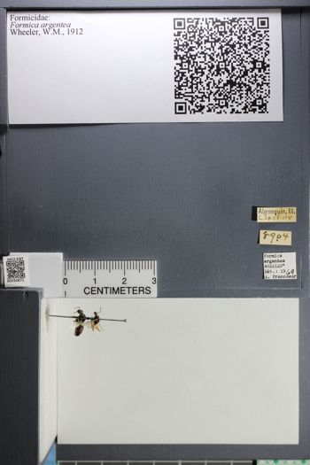 Media type: image;   Entomology 550671
